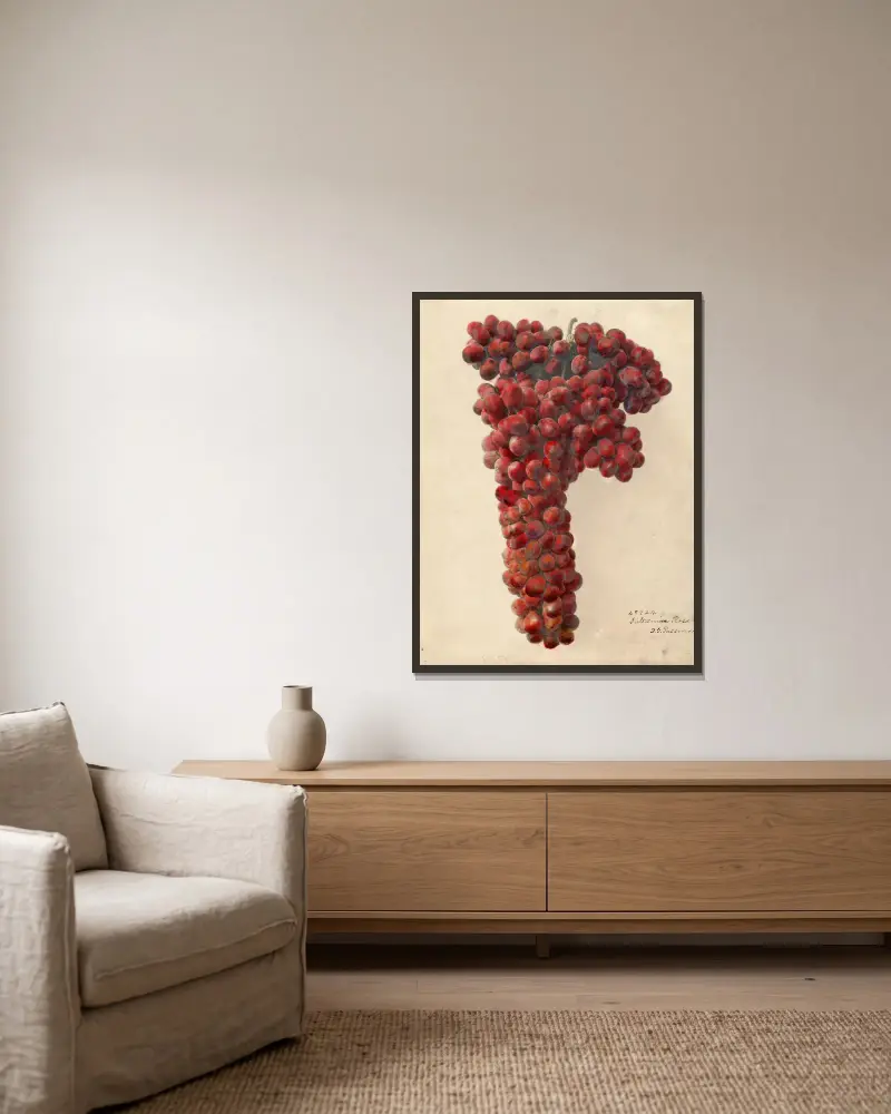 Vitis: Sultanina Rosea – nr 1, Deborah Griscom Passmore w ramie na ścianie