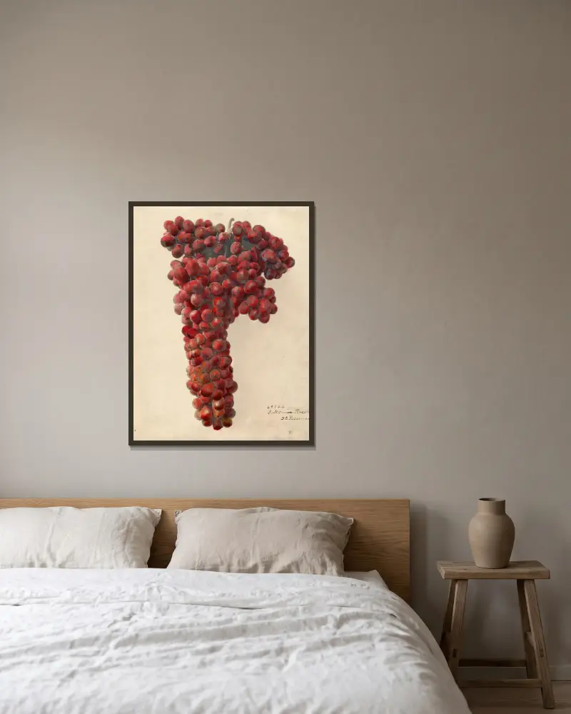 Vitis: Sultanina Rosea – nr 1, Deborah Griscom Passmore w ramie na ścianie