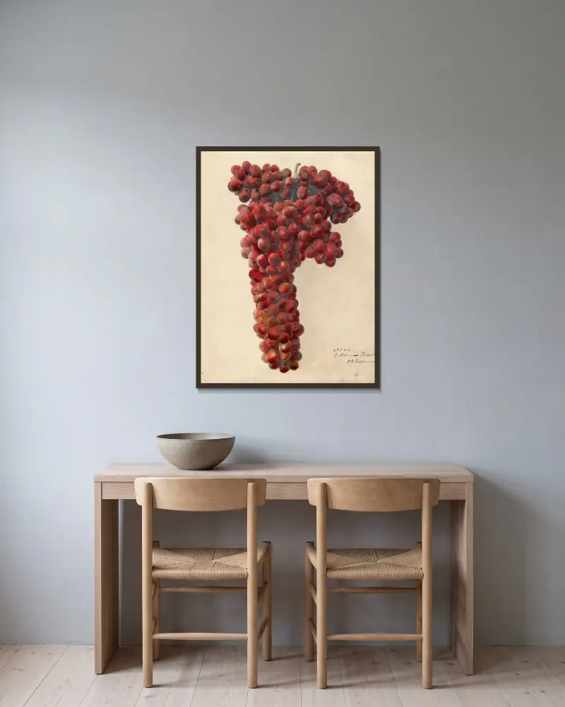 Vitis: Sultanina Rosea – nr 1, Deborah Griscom Passmore w ramie na ścianie