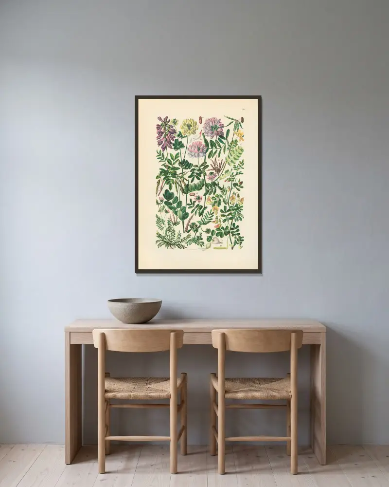 Illustrerad flora över Centraleuropa, plansch 168 av Gustav Hegi inramad på en vägg