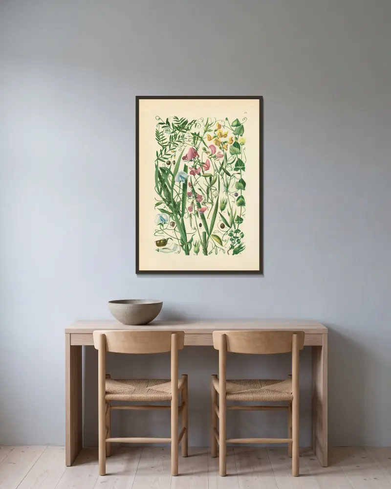 Illustrerad flora över Centraleuropa, plansch 171 av Gustav Hegi inramad på en vägg