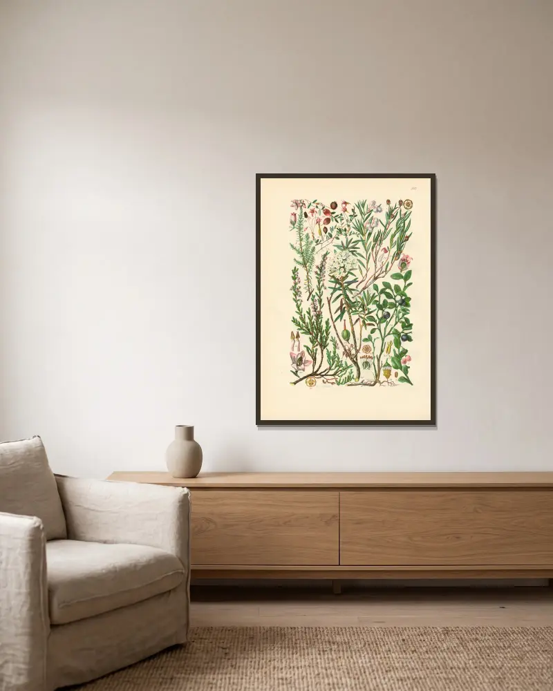 Illustrierte Flora von Mitteleuropa Pl. 207 von Gustav Hegi gerahmt an einer Wand