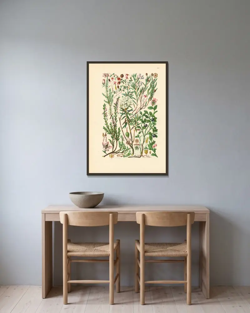 Illustrierte Flora von Mitteleuropa Pl. 207 von Gustav Hegi gerahmt an einer Wand