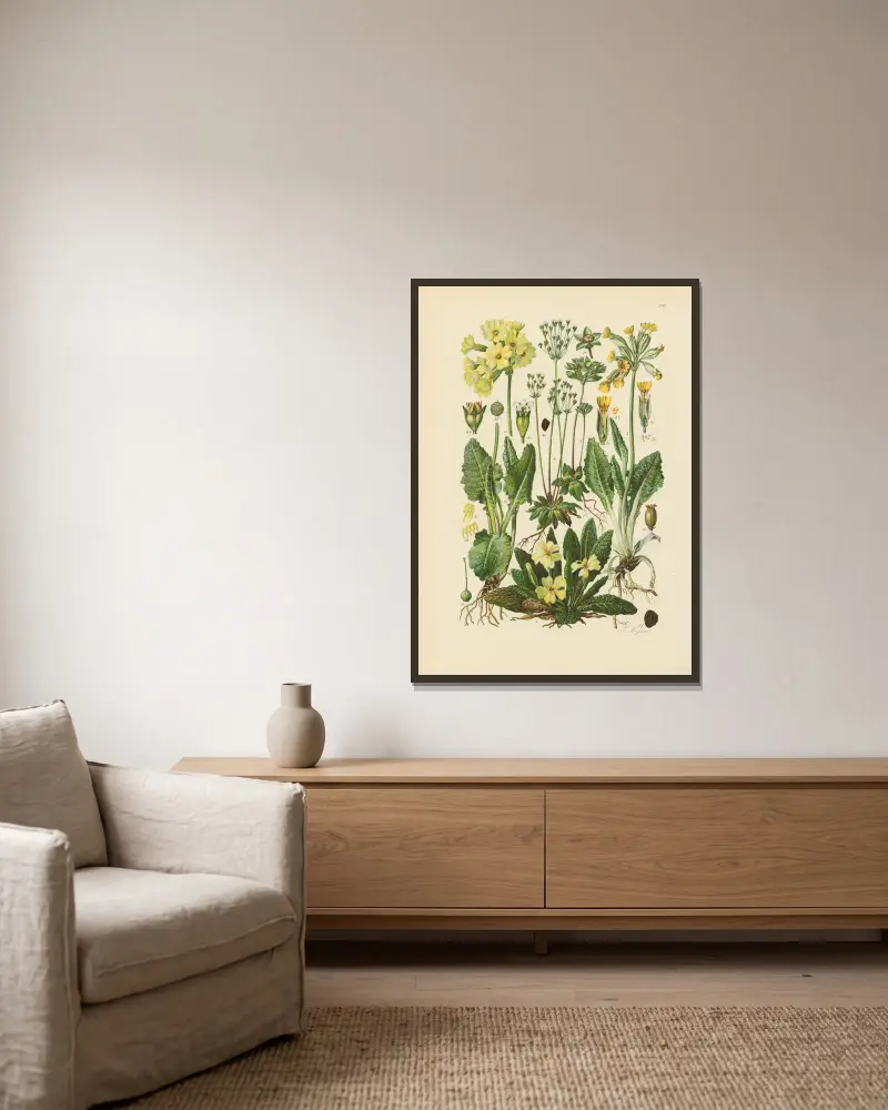 Illustrierte Flora von Mitteleuropa Tafel 208 von Gustav Hegi gerahmt an einer Wand