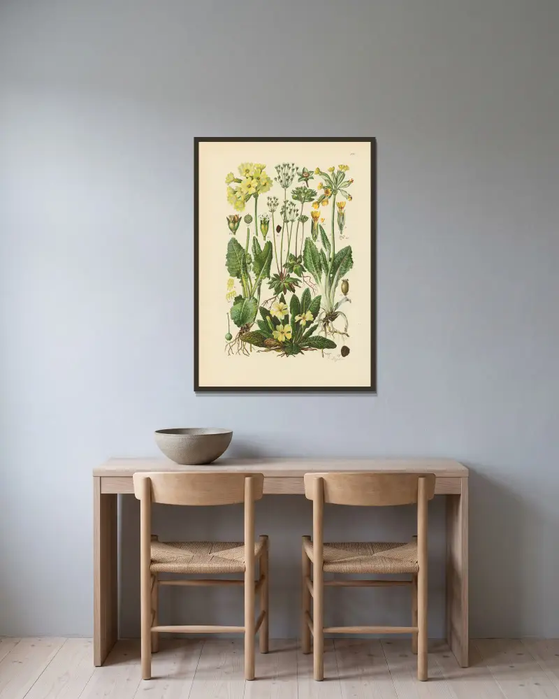 Illustrierte Flora von Mitteleuropa Tafel 208 von Gustav Hegi gerahmt an einer Wand