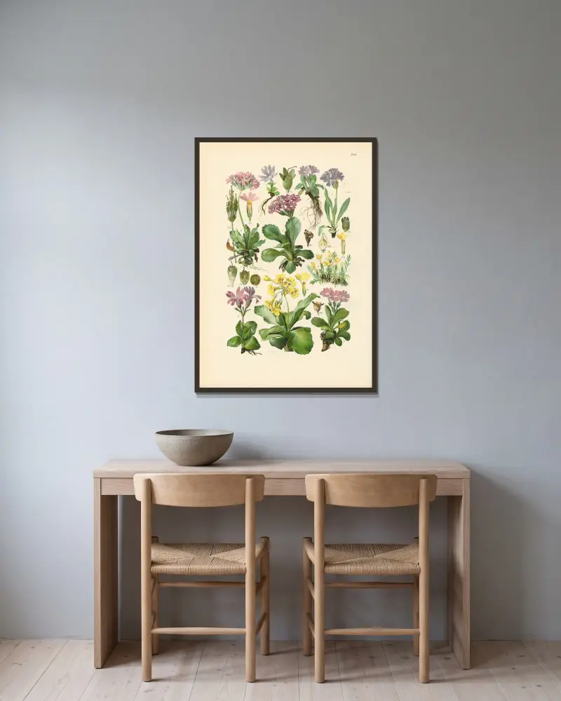 Illustrierte Flora von Mitteleuropa Taf. 209 von Gustav Hegi gerahmt an einer Wand
