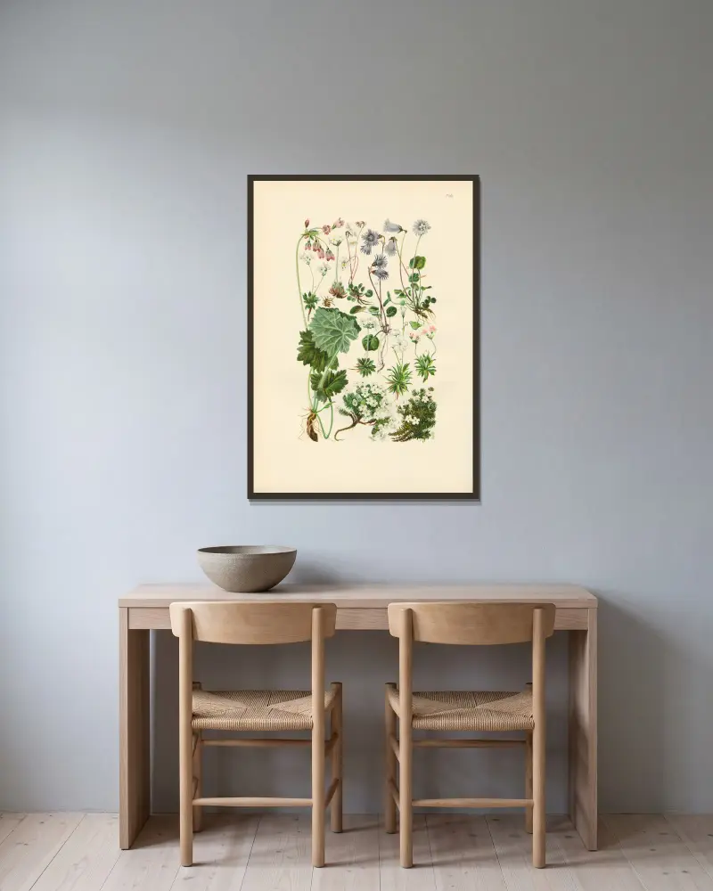 Illustrerad flora över Centraleuropa, plansch 210 av Gustav Hegi inramad på en vägg