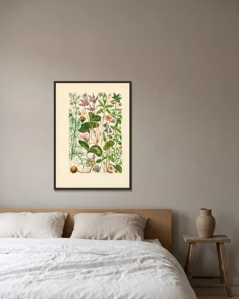 Illustrerad flora över Centraleuropa, plansch 211 av Gustav Hegi inramad på en vägg