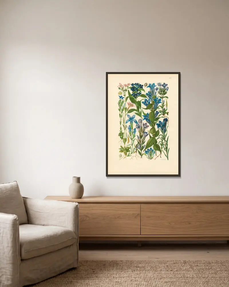 Ilustrowana flora Europy Środkowej, tabl. 215, Gustav Hegi w ramie na ścianie