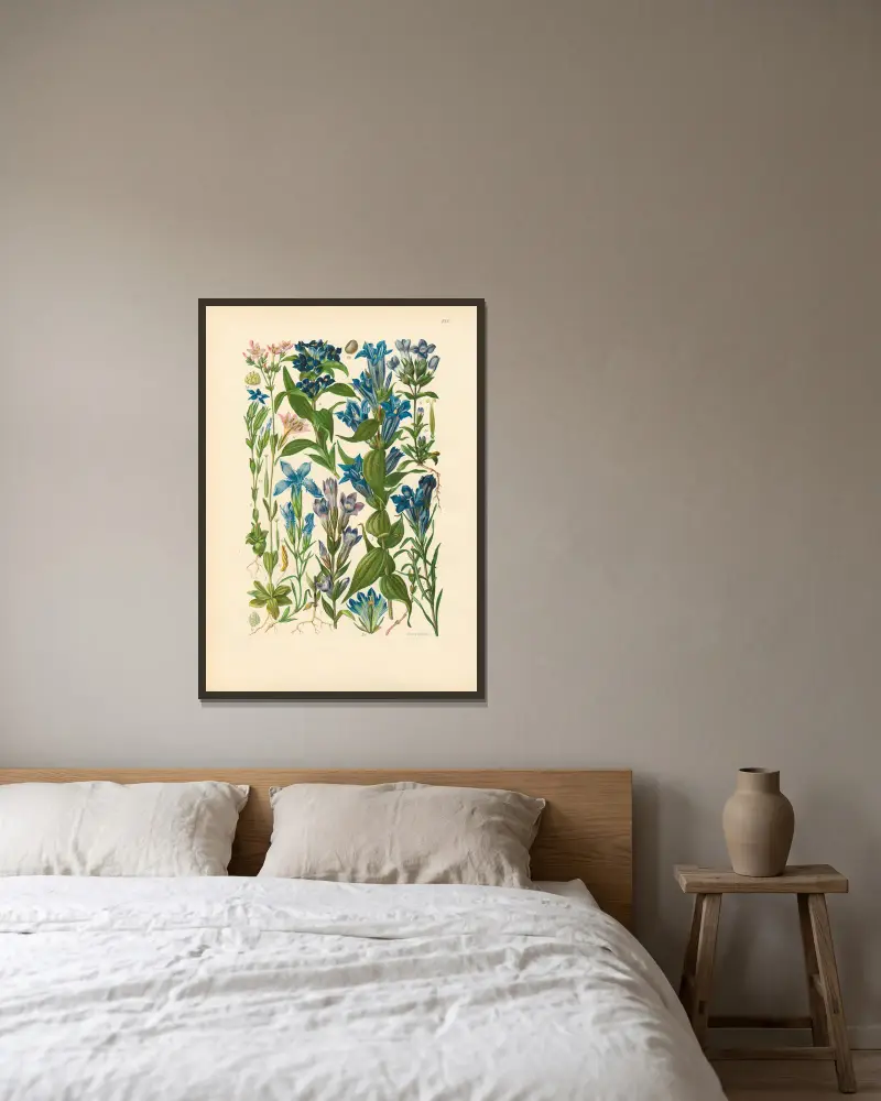 Ilustrowana flora Europy Środkowej, tabl. 215, Gustav Hegi w ramie na ścianie