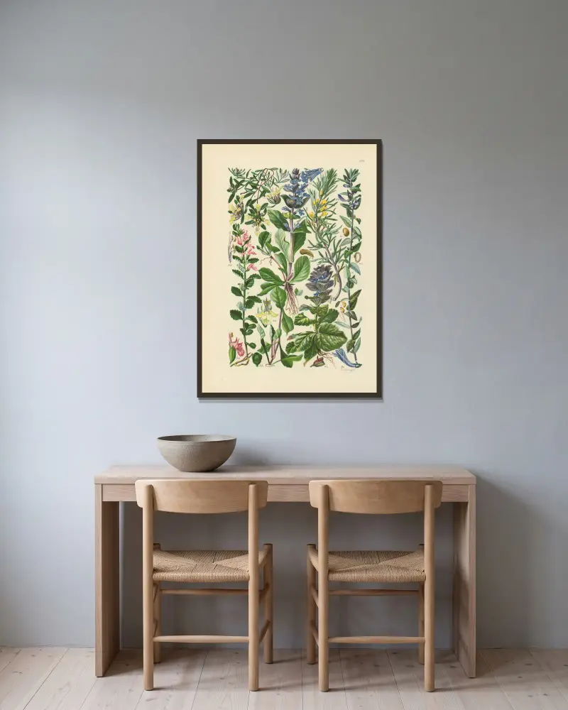 Illustrerad flora över Centraleuropa, plansch 223 av Gustav Hegi inramad på en vägg