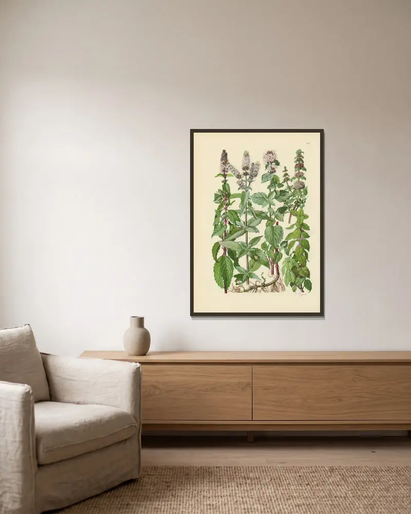 Illustrierte Flora von Mitteleuropa Tafel 224 von Gustav Hegi gerahmt an einer Wand