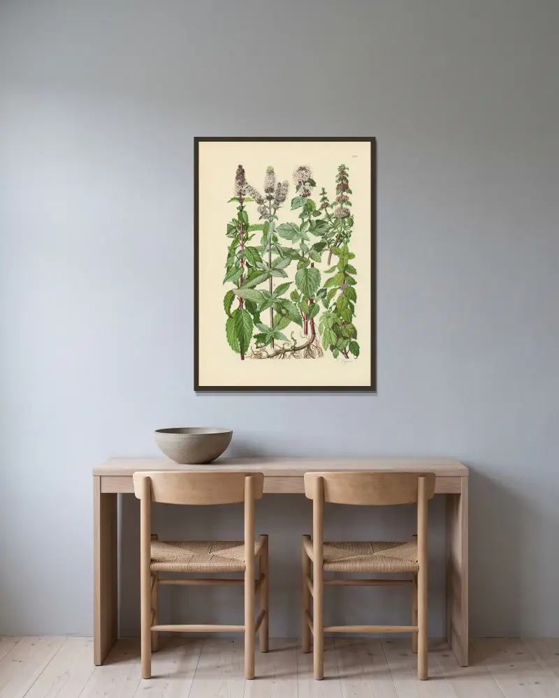 Illustrierte Flora von Mitteleuropa Tafel 224 von Gustav Hegi gerahmt an einer Wand