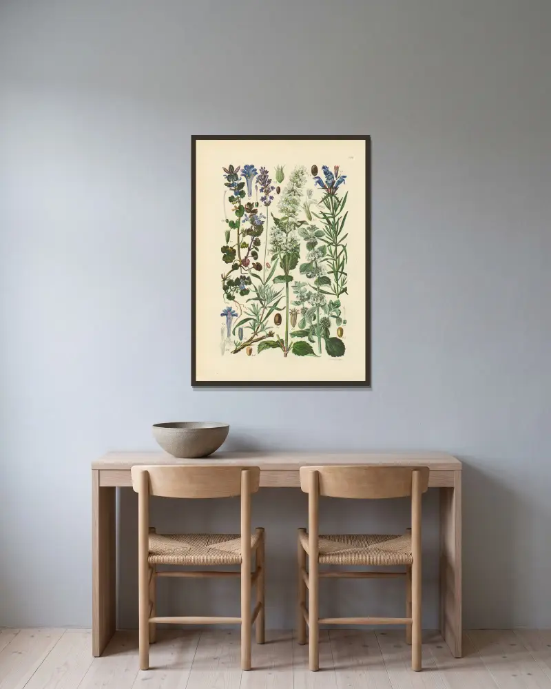 Illustrerad flora över Centraleuropa, plansch 226 av Gustav Hegi inramad på en vägg