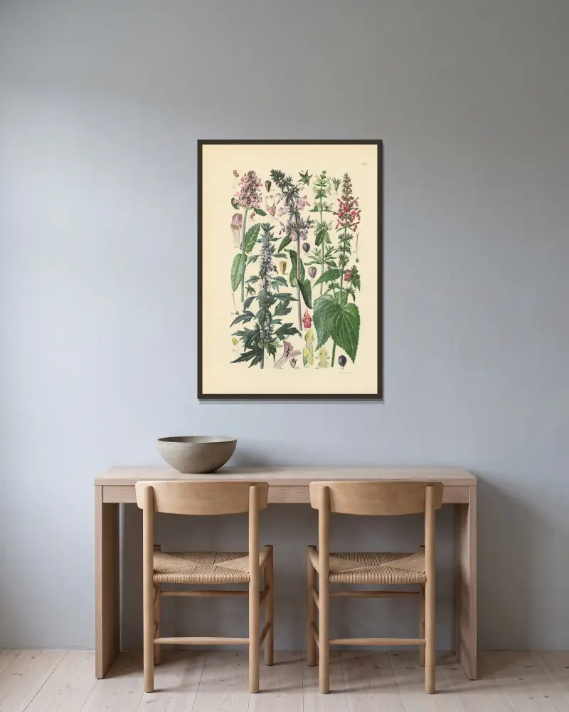 Illustrierte Flora von Mitteleuropa Pl. 227 von Gustav Hegi gerahmt an einer Wand