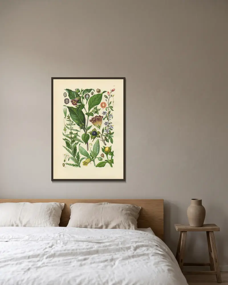Illustrerad flora över Centraleuropa, plansch 231 av Gustav Hegi inramad på en vägg