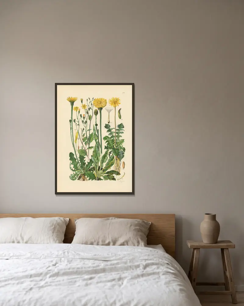 Illustrerad flora över Centraleuropa, plansch 274 av Gustav Hegi inramad på en vägg