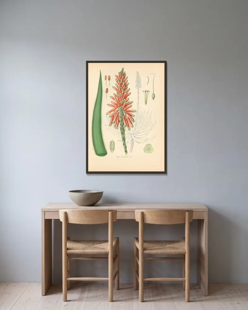 Aloe socotrina von Gustav Pabst gerahmt an einer Wand