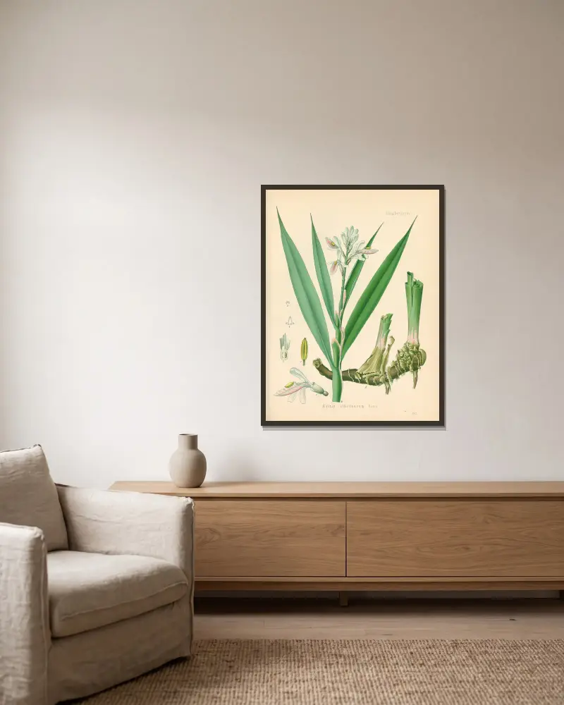 Alpinia officinarum av Gustav Pabst inramad på en vägg