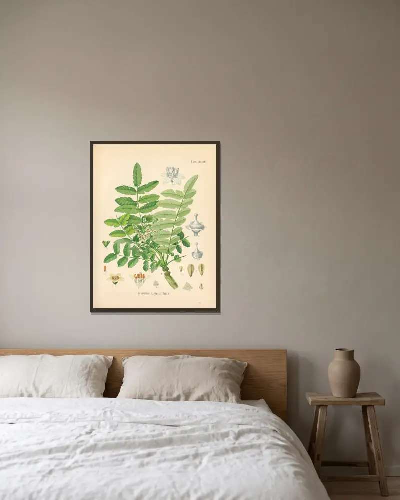 Boswellia Carterii von Gustav Pabst gerahmt an einer Wand