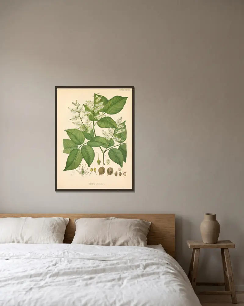 Copaifera officinalis av Gustav Pabst inramad på en vägg