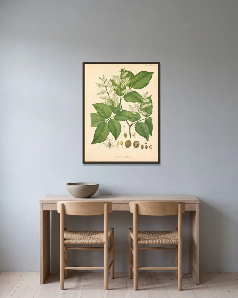 Copaifera officinalis av Gustav Pabst inramad på en vägg
