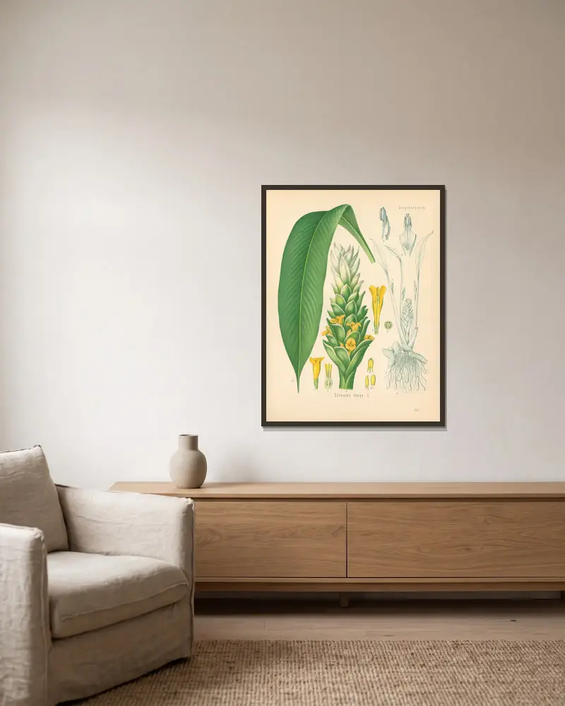 Curcuma longa von Gustav Pabst gerahmt an einer Wand