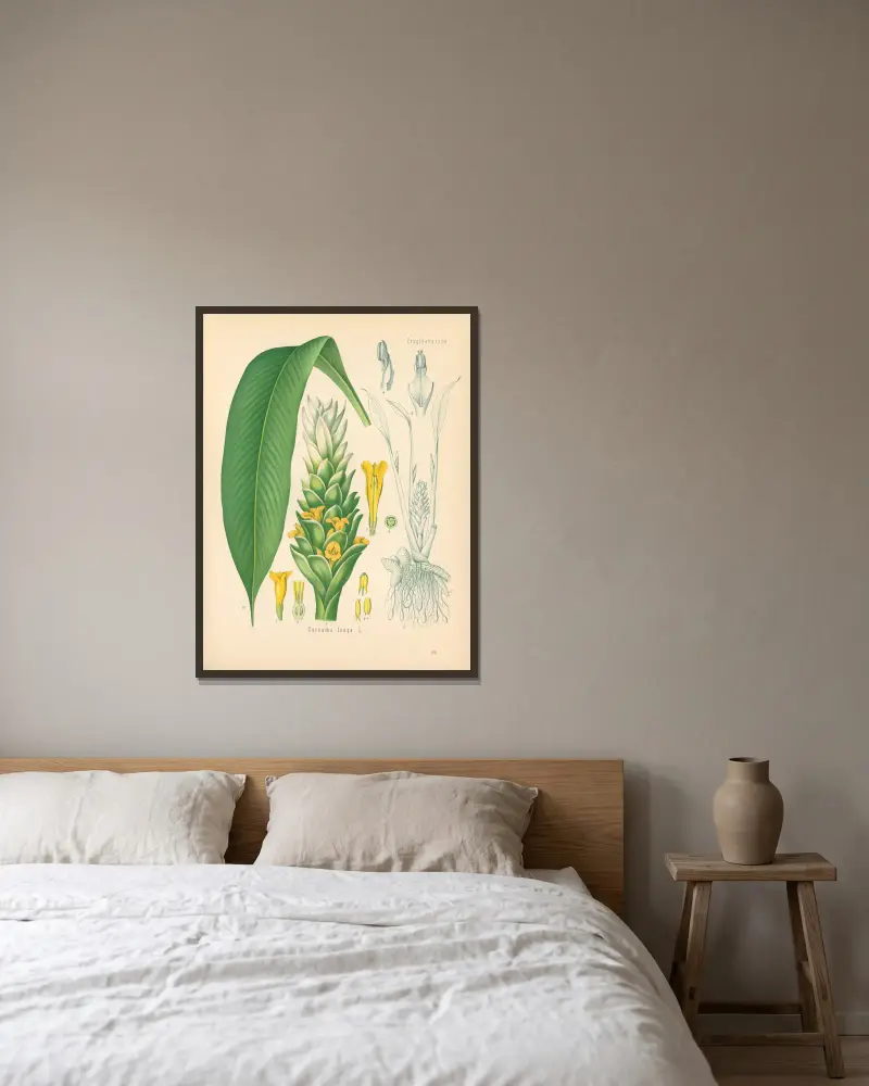 Curcuma longa von Gustav Pabst gerahmt an einer Wand