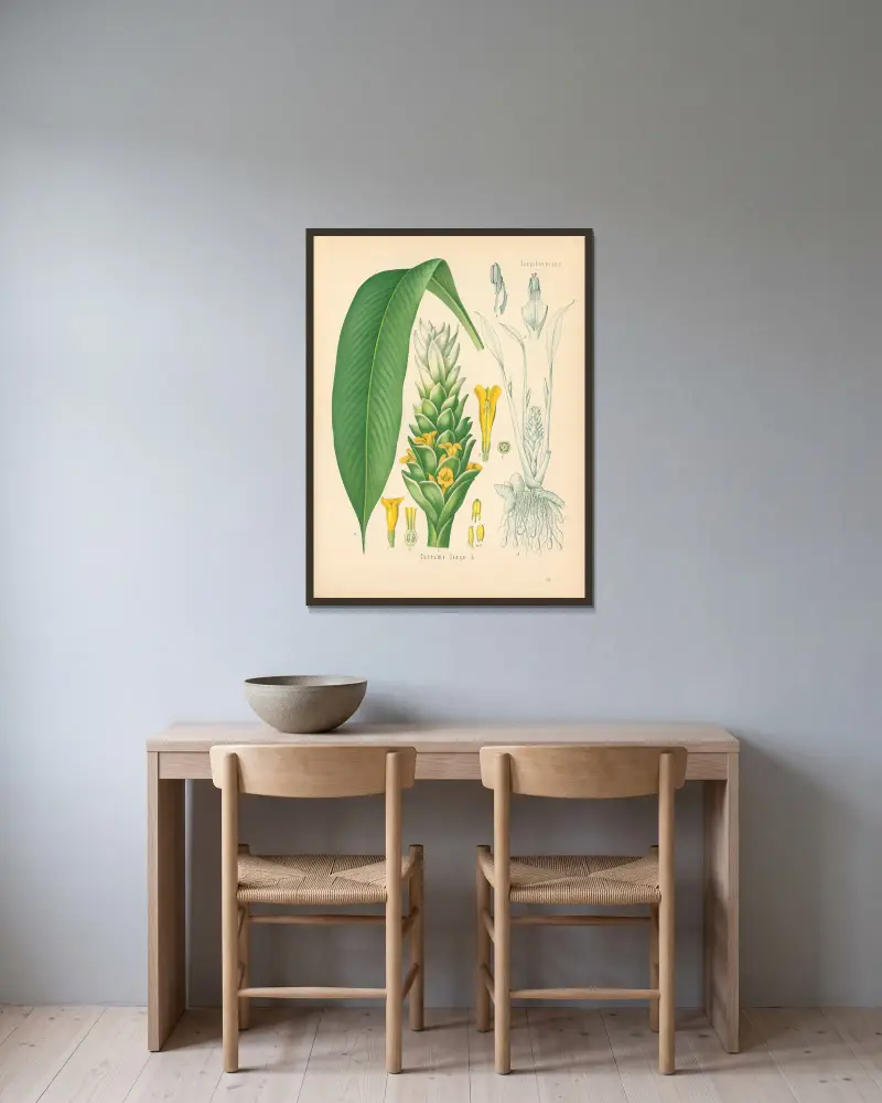 Curcuma longa von Gustav Pabst gerahmt an einer Wand