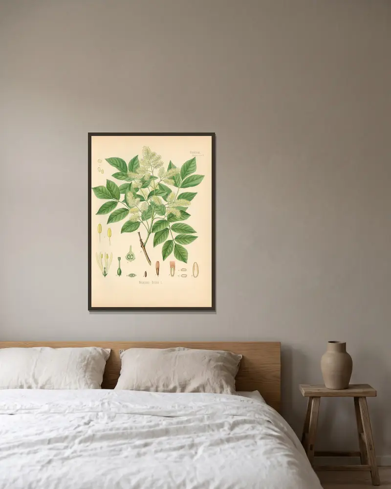 Fraxinus Ornus, Gustav Pabst w ramie na ścianie