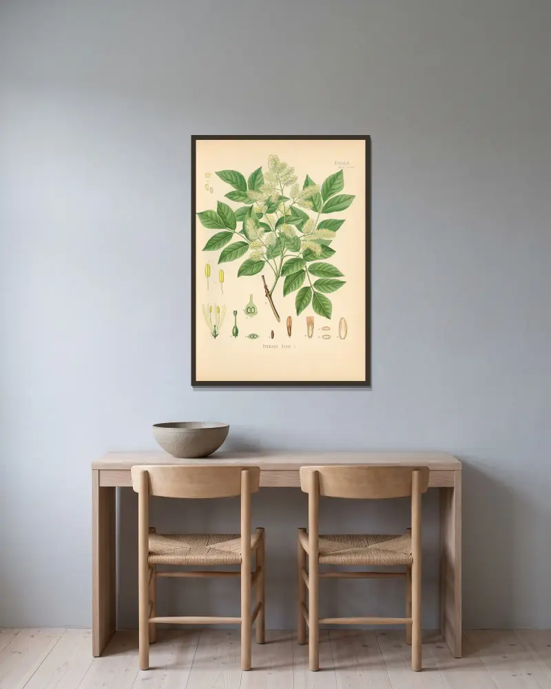 Fraxinus Ornus, Gustav Pabst w ramie na ścianie
