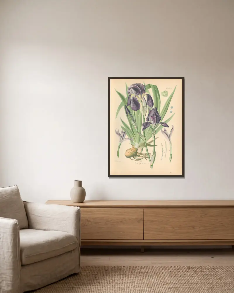 Iris germanica, Gustav Pabst w ramie na ścianie