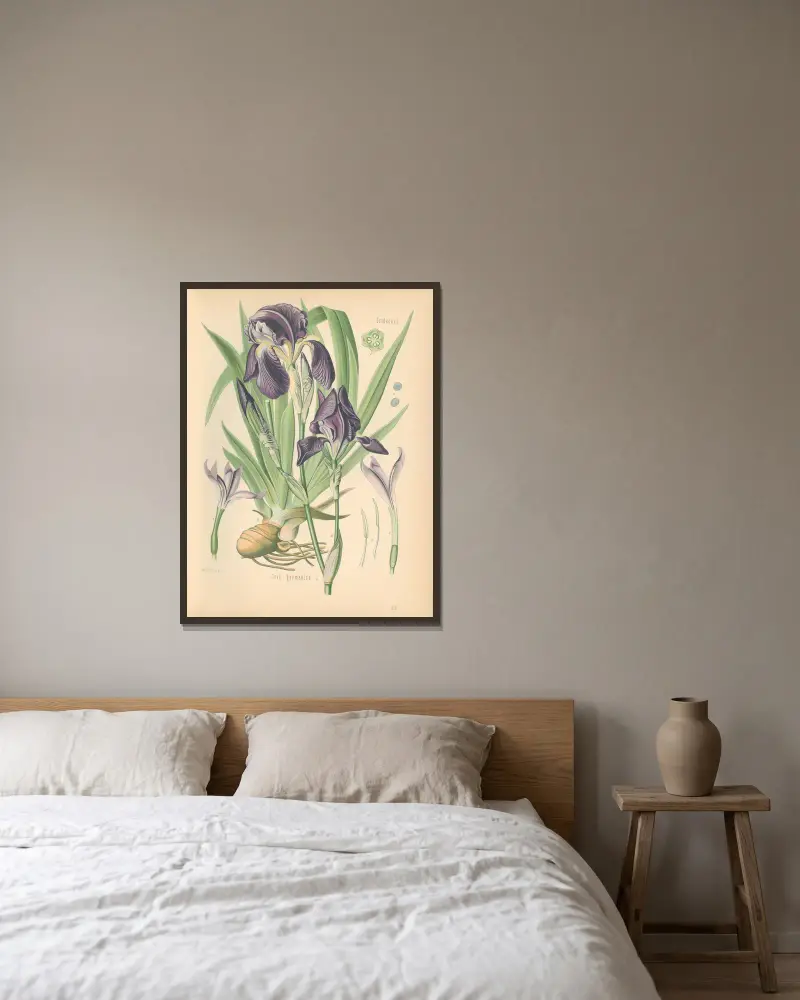 Iris germanica, Gustav Pabst w ramie na ścianie