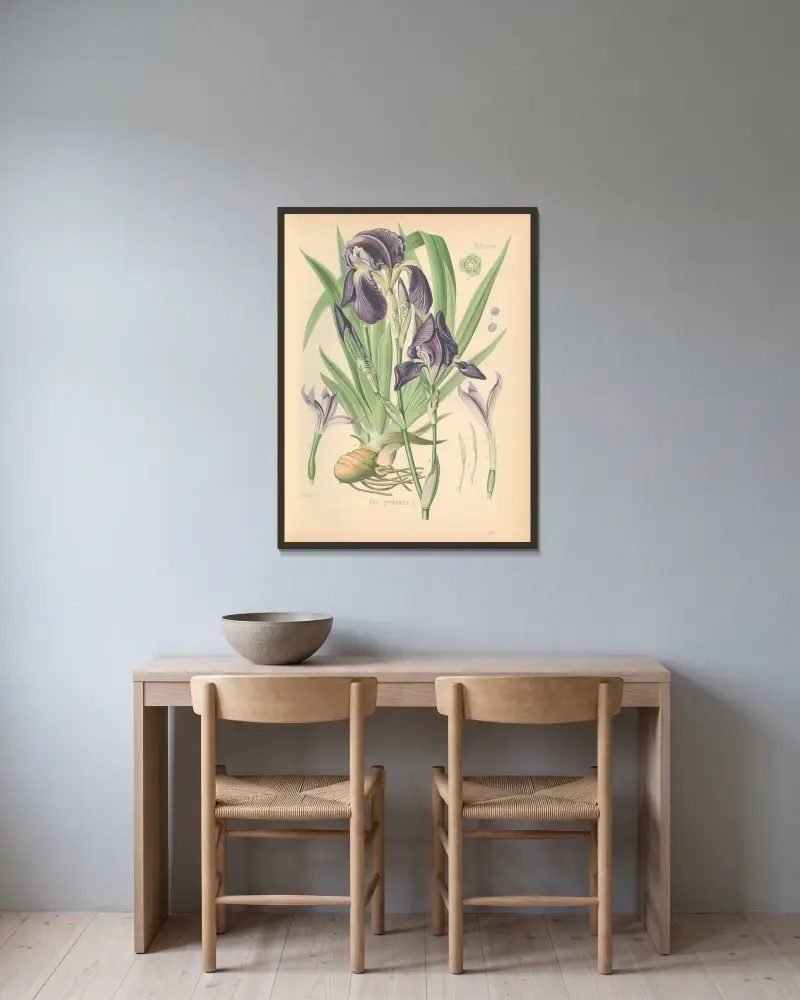 Iris germanica, Gustav Pabst w ramie na ścianie