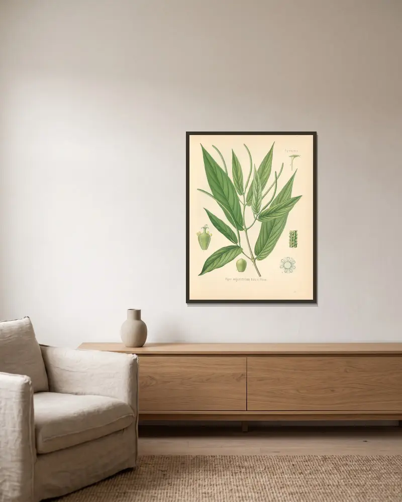 Piper angustifolium, Gustav Pabst v rámu na stěně