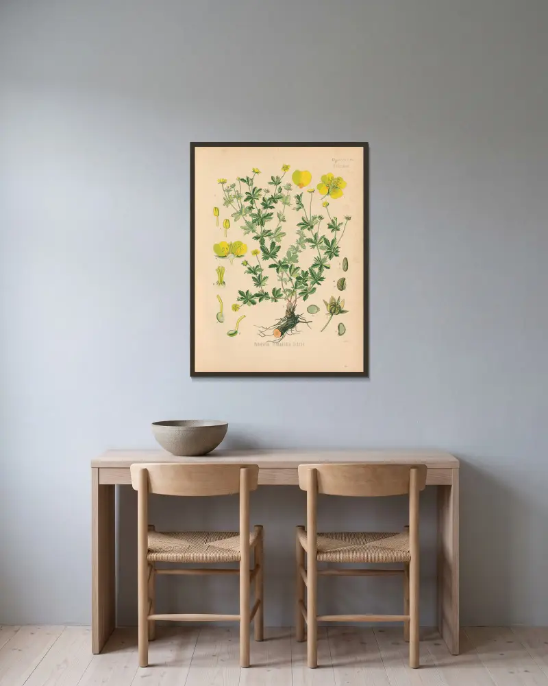 Potentilla Tormentilla av Gustav Pabst inramad på en vägg