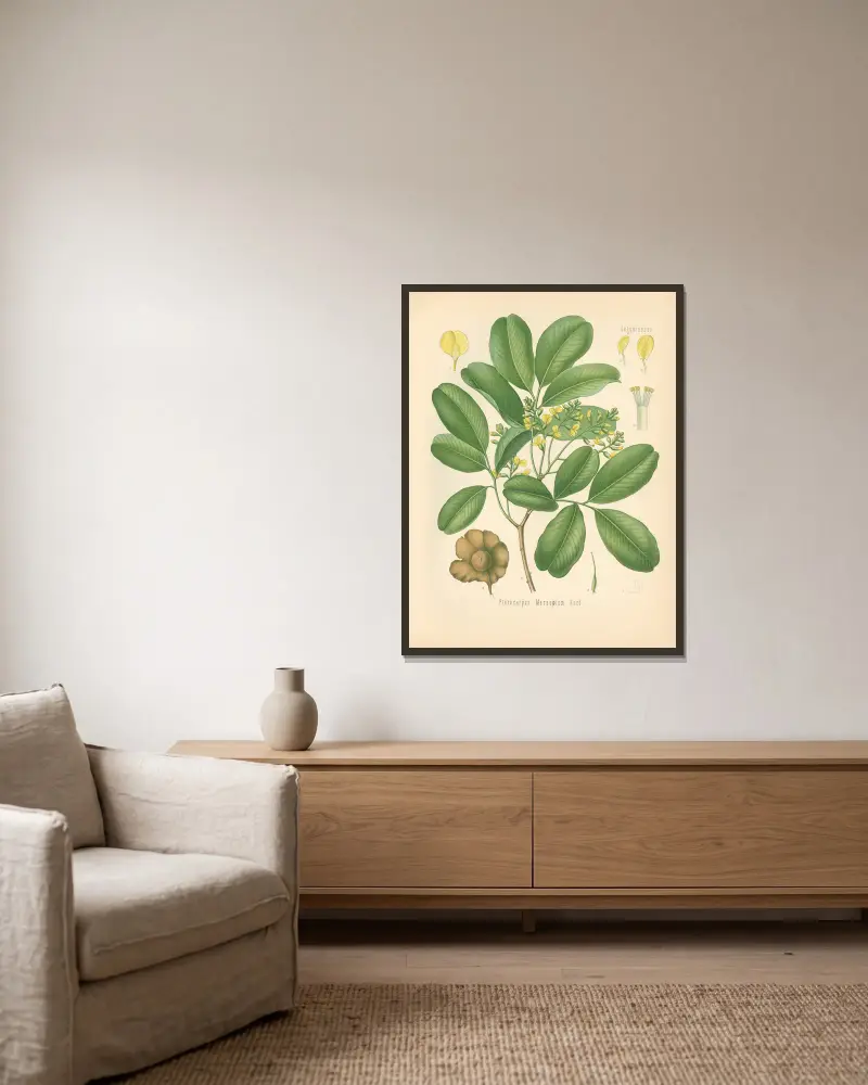 Pterocarpus Marsupium av Gustav Pabst inramad på en vägg
