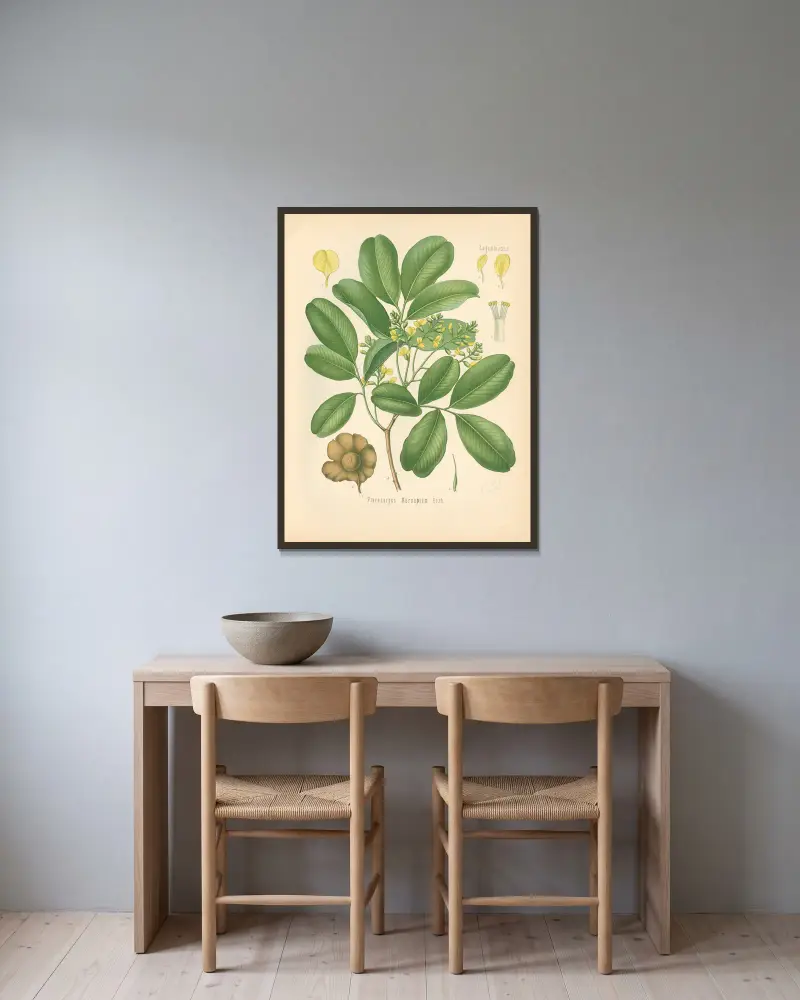 Pterocarpus Marsupium av Gustav Pabst inramad på en vägg