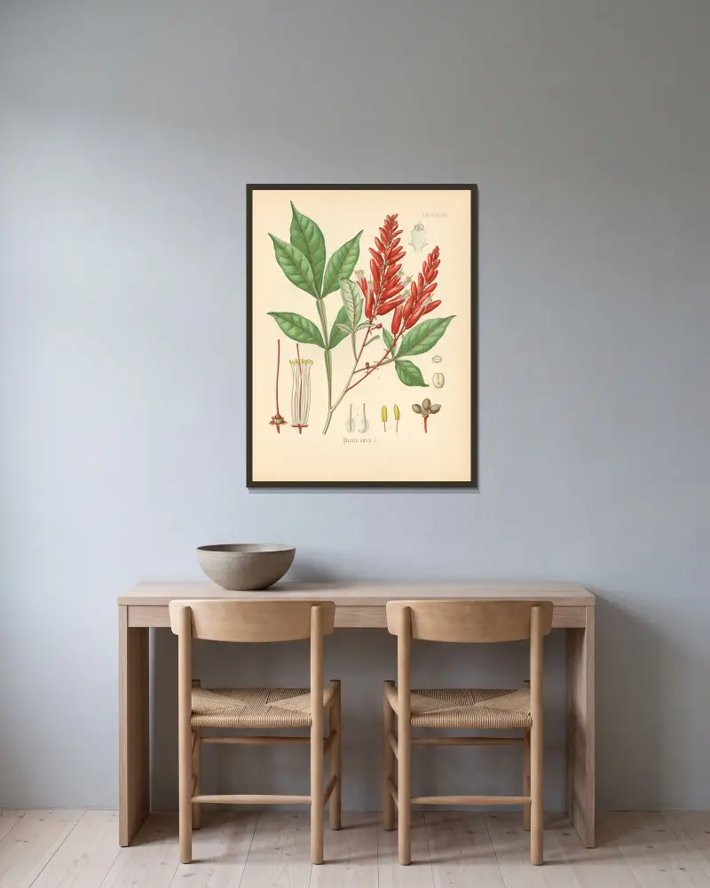 Quassia amara av Gustav Pabst inramad på en vägg