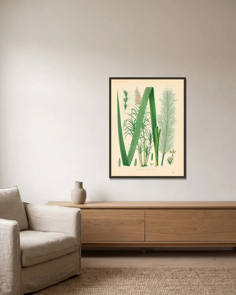 Saccharum officinarum von Gustav Pabst gerahmt an einer Wand