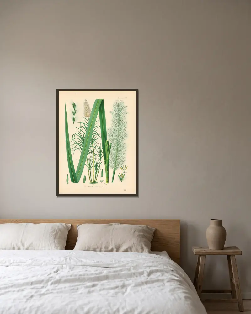 Saccharum officinarum von Gustav Pabst gerahmt an einer Wand