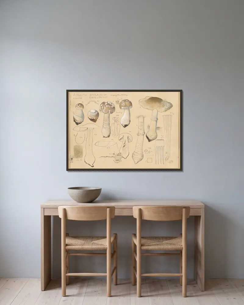 Amanita ampla (Pers. 1801), excelsa (Fries) von Hans Walty gerahmt an einer Wand