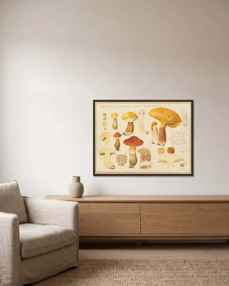 Boletus elegans Schum., Hans Walty w ramie na ścianie