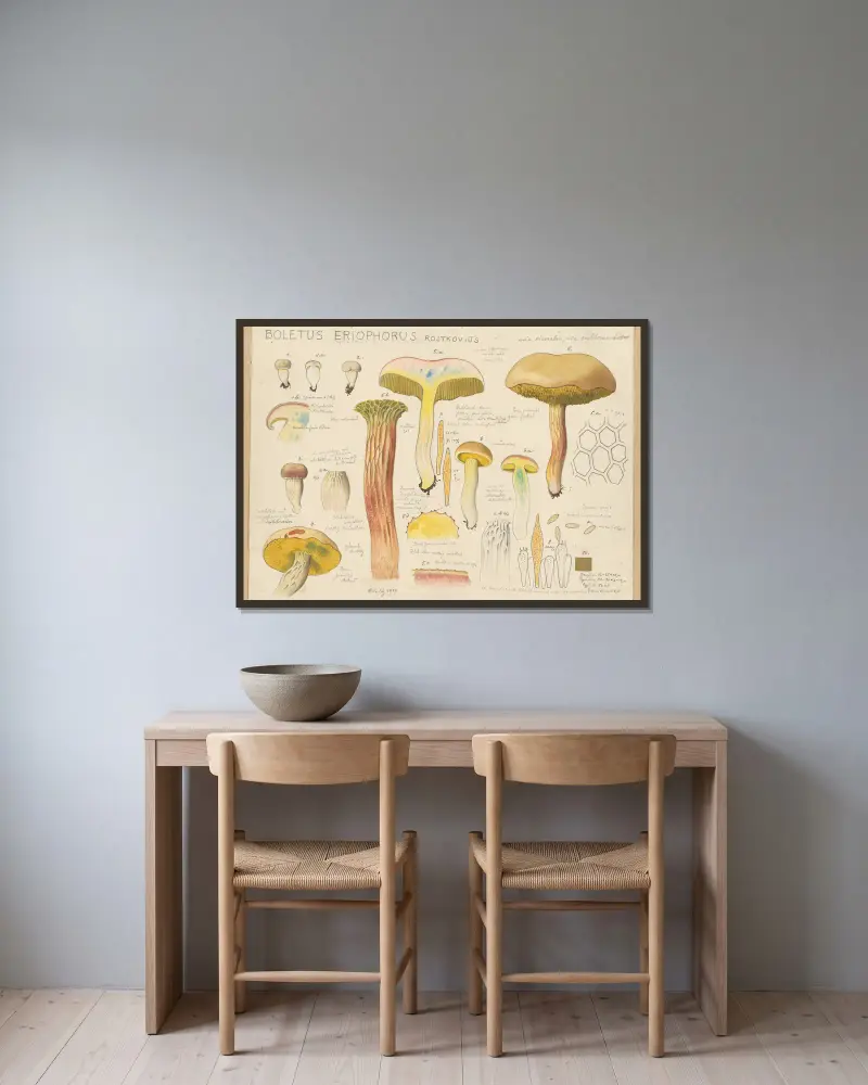 Boletus eriophorus Rostkovius av Hans Walty inramad på en vägg