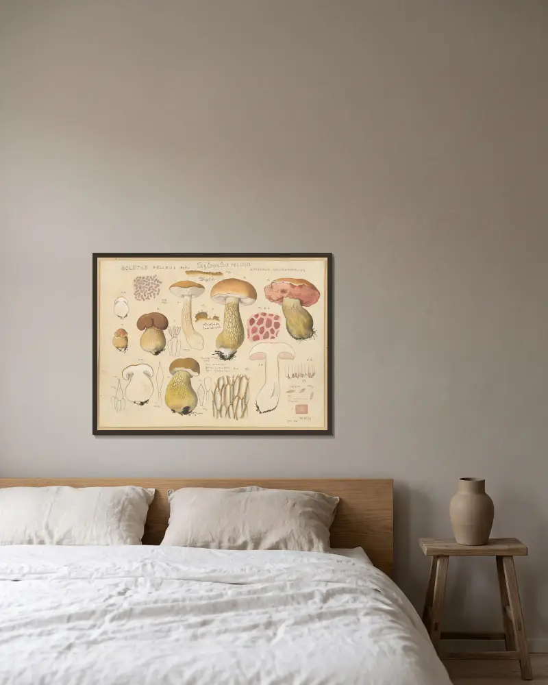 Boletus felleus Bull., Thylopilus felleus Fr. av Hans Walty inramad på en vägg