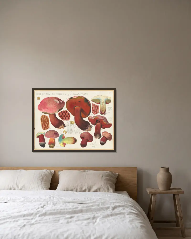 Boletus luridus Schff. var. pseudopurpureus av Hans Walty inramad på en vägg