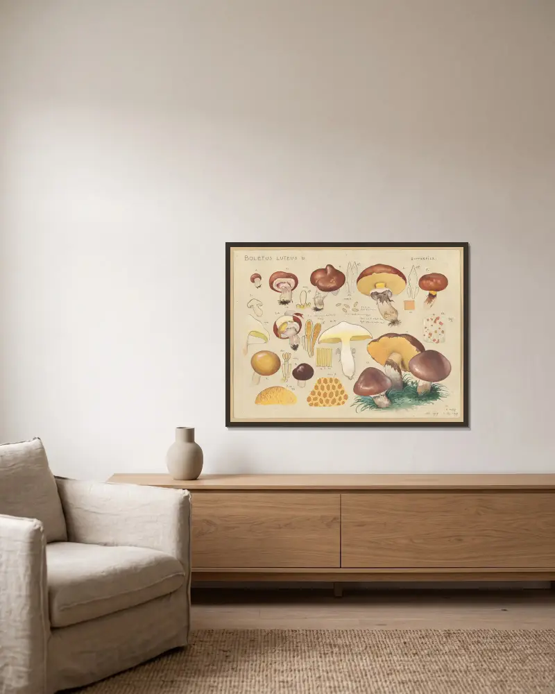 Boletus luteus L., Hans Walty w ramie na ścianie