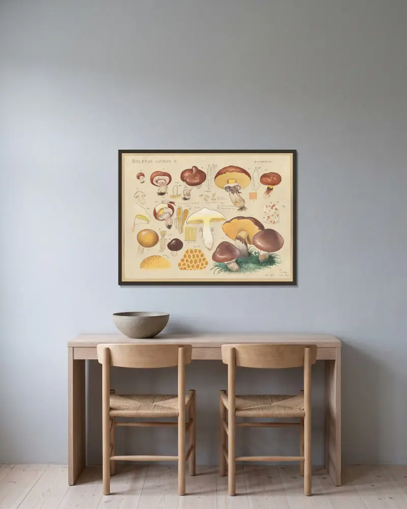 Boletus luteus L., Hans Walty w ramie na ścianie