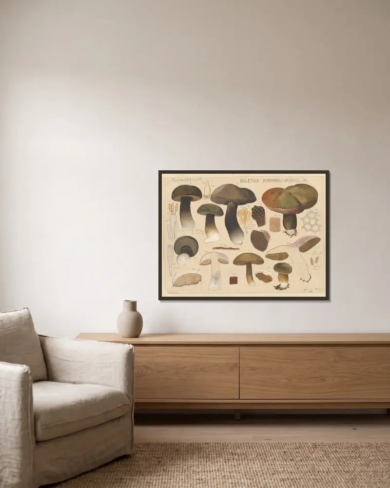 Boletus porphyrosporus Fr. von Hans Walty gerahmt an einer Wand