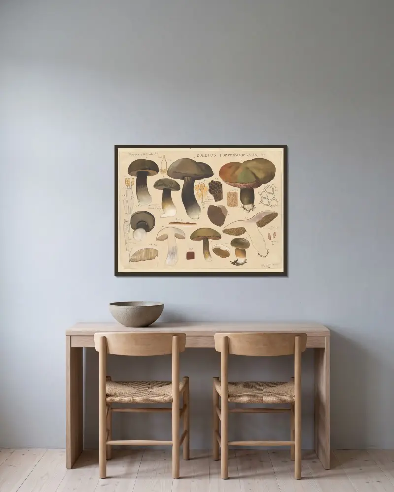 Boletus porphyrosporus Fr. von Hans Walty gerahmt an einer Wand